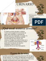 Sistema Urinario. Enfermeria T.