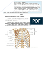 Anatomía Primer Semestre 3