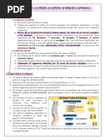 Funciones de La Médula Espinal y Nervios Espinales