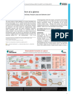 Blood Platelet Formation at A Glance