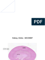 Lab - Urinary System