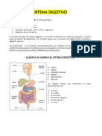 Sistema Digestivo