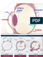 Eye 2005 PIX