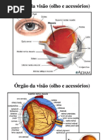 Aula Olho Neurobiologia