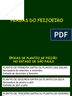 Feijoeiro