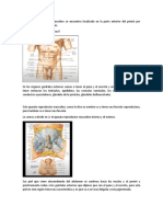 El Sistema Reproductor Masculino Se Encuentra Localizado en La Parte Anterior Del Periné Por Debajo de La Sínfisis Del Pubis