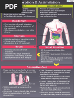 Absorption Assimilation 1 Min