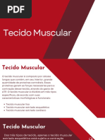 Trabalho Do Sistema Muscular