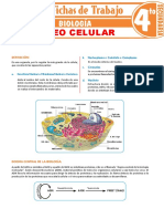 Nucleo Celular para Cuarto Grado de Secundaria