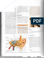 Anatomia Del Oido