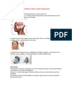 Anatomía de Nariz y Senos Paranasales