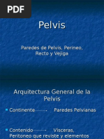 Clase Pelvis1