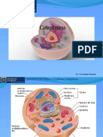 CITOPLASMA, Ribosomas