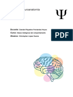 Glosario Neuroanatomía