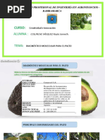 Palta Hass