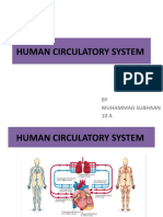 Human Circulatory System