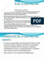 Formación de La Dentina Del Manto