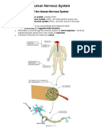 Human Nervous System