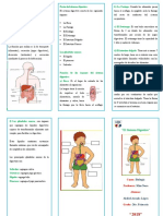 Triptico Sistema Digestivo