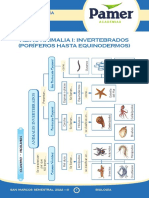 BIOLOGÍA S12 Reino Animalia I