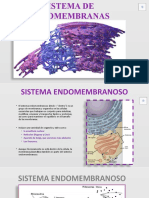 Modulo III Reticulo Endoplásmicosistema de Endomembranas Con Audio Final 2023