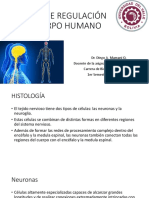 Histologia, Medula Espinal