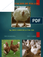 Alimentacion de Pollos