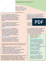 Sistema Endocrino Humano - Leonardo - Imprimir