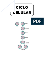 Ciclo Celular