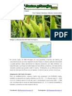 Ficha Técnica Del Maíz Forrajero (Zea Mays)