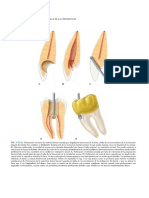 Anatomia y Acceso 3