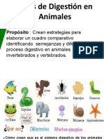 Digestion en Animales