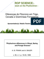 Diferenças Do Filocrono em Trigo, Cevada e Gramíneas Forrageiras - Por Natalia Texeira Schwab