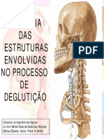 Musculatura Da Lingua