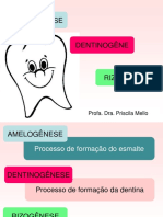 Aula - Amelogenese, Dentinogênese e Rizogênese