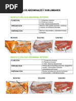 Musculos Abdominales y Sublumbares