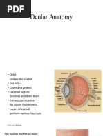 Ocular Anatomy