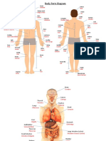 Body Parts Diagram