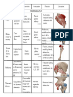 Fibras Anteriores Fibras Posteriores