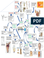 Mapa Osteologia Animal