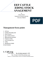 Beef Cattle Breeding Stock Mangement 14th October, 2022