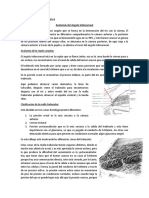 Anatomía Del Angulo Iridocorneal