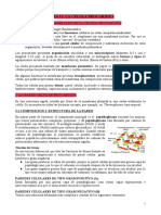 Tema 11 - La Célula Procariota