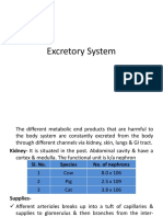 Excretory System