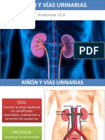 13 - Sistema Genitourinario