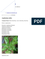 Asplenium Nidus - Care Sheet