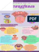 Infografía de La Lengua