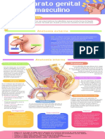 Infografía Aparato Genital Masculino