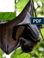 Bat Science Activities