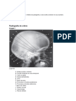 Radiologia